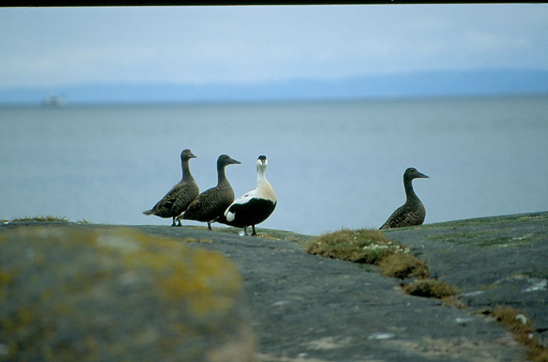 Uccelli dalla Norvegia